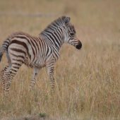  The Serengeti, TZ